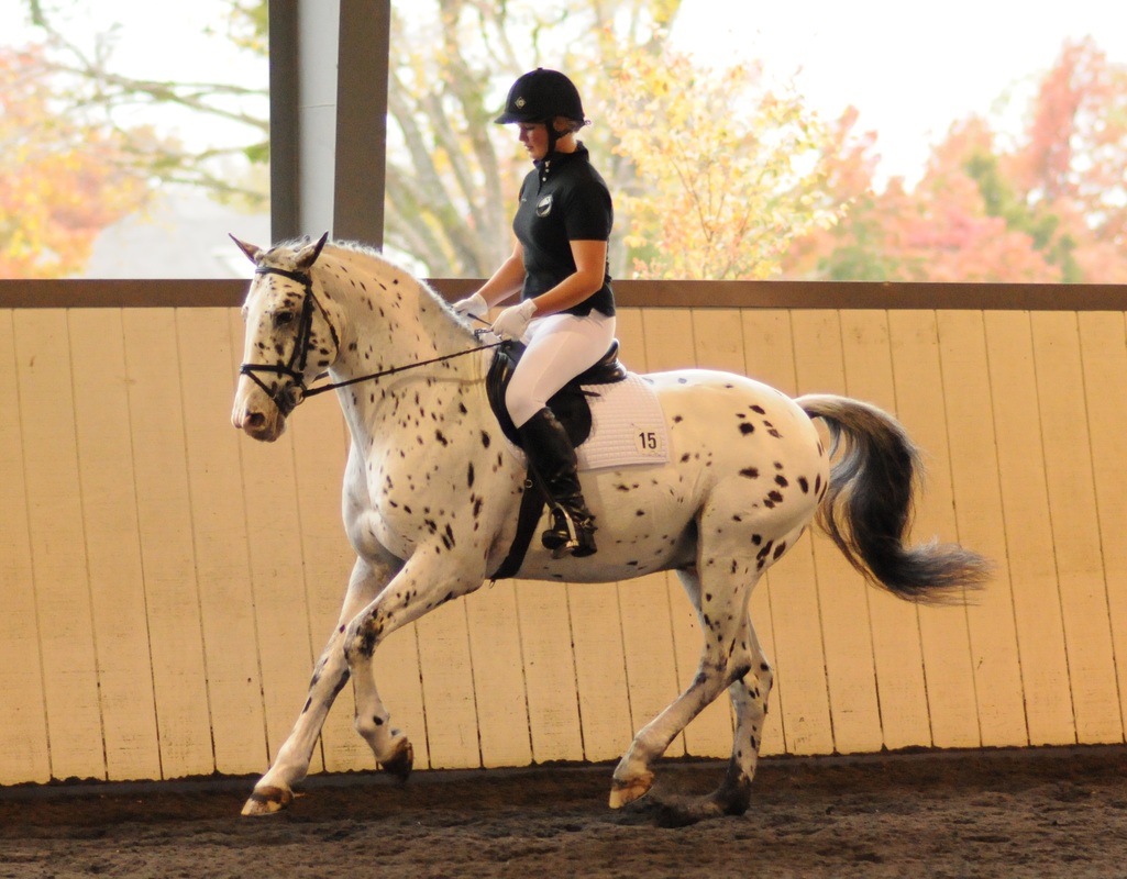 Colorado Skrodstrup - Leopard Spotted 15:3hh Knabstrupper Stallion